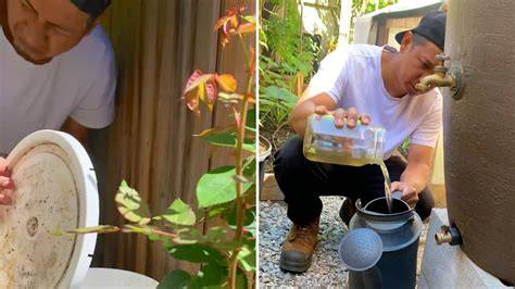 Expert gardener reveals little-known item he uses as … - raincitystudios.com