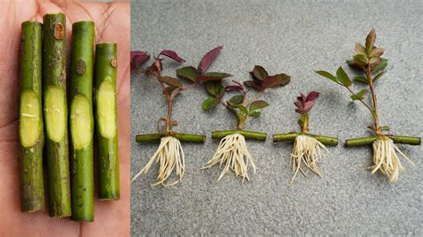 Expert Tips: Unleashing the Power of Wild Rose Propagation - raincitystudios.com