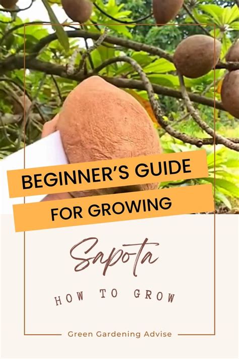 Expert Tips for Growing a Bountiful Sapota Tree: Your Step-by-Step ... - raincitystudios.com