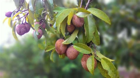 Expert Tips for Planting and Growing Star Apple Trees - raincitystudios.com