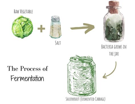 Explain fermentation method in essy language - Filo - wintechmobiles.com