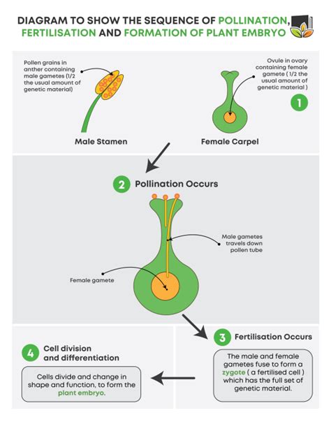 Explain the events after pollination leading to the formation ... - Toppr - raincitystudios.com