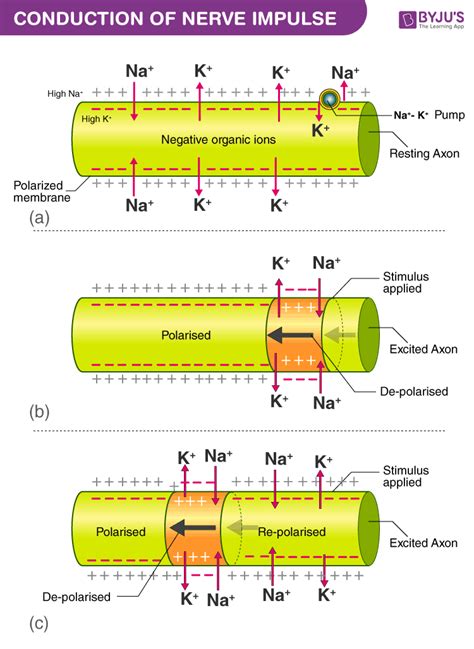 Explain the process of conduction of a nerve impulse along a ... - Toppr - muktibox.com