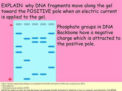 Explain why the DNA fragments run toward the positive, red ... - Filo - wintechmobiles.com