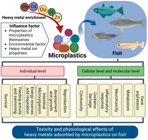 Exploration of heavy metals and microplastics transferability in high ... - raincitystudios.com