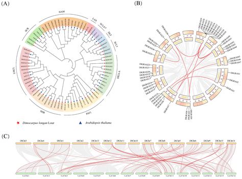 Exploration of the GRAS family in Dimocarpus longan: identification ... - raincitystudios.com