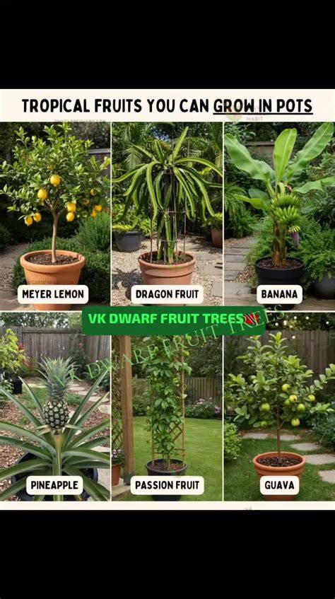 Explore Dwarf Fruit Trees for Sale in Trinidad - raincitystudios.com