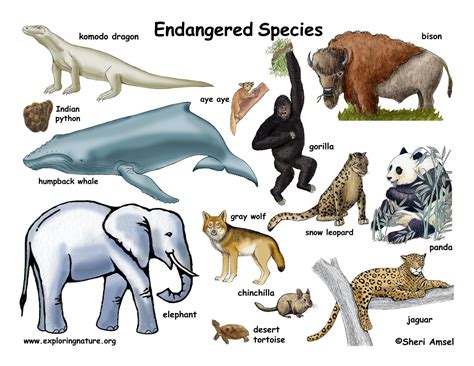 Explore Endangered Species and Wildlife Profiles Worldwide | World ... - muktibox.com