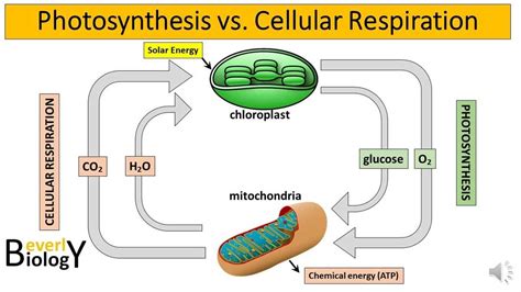 Explore Photosynthesis vs. Cellular Respiration: Key Concepts - muktibox.com