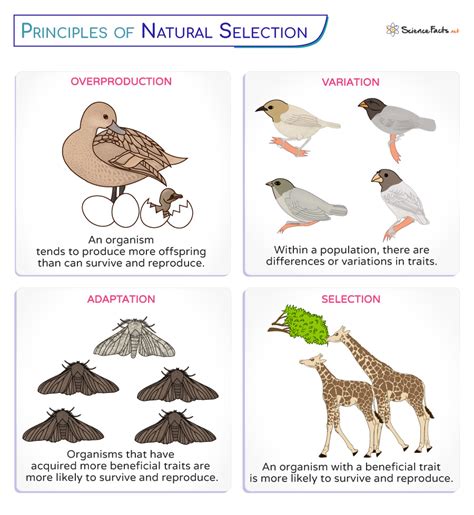 Exploring Evolution by Natural Selection - muktibox.com