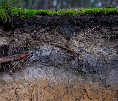 Exploring Forest Soils: Their Role in … - raincitystudios.com