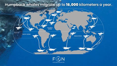 Exploring Humpback Whale Migration Patterns - muktibox.com