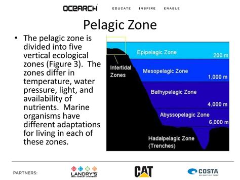 Exploring Pelagic Zones: Giants of the Ocean - raincitystudios.com
