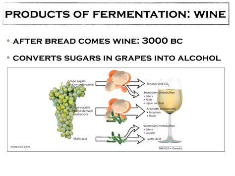 Exploring Preservation through Fermentation Processes in Ancient ... - wintechmobiles.com