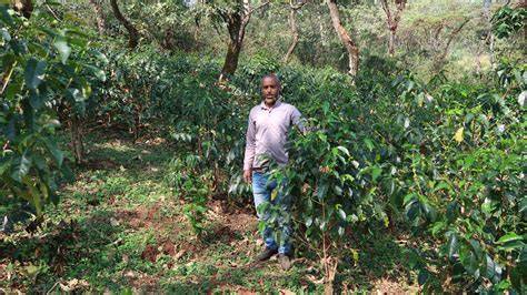 Exploring sustainable business models for coffee tree rejuvenation in ... - raincitystudios.com