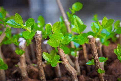 Exploring the Art of Propagating Plants through Hardwood Cuttings - raincitystudios.com