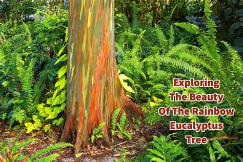 Exploring the Beauty and Diversity of Rainbow … - raincitystudios.com