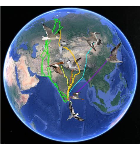 Exploring the conservation of historic avian corridors under ... - wintechmobiles.com