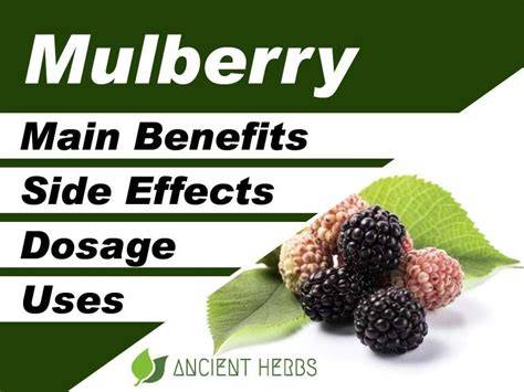 Exploring the Diverse Uses of Mulberry By-products - raincitystudios.com