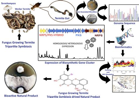 Exploring the diversity of microbes and natural products from fungus ... - raincitystudios.com
