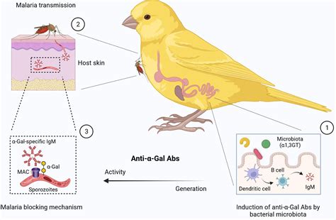 Exploring the Ecological Implications of Microbiota Diversity in Birds ... - muktibox.com