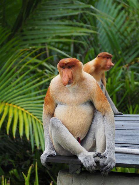 Exploring the Fascinating Proboscis Monkey - Wild Explained - muktibox.com