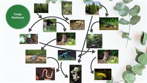 Exploring the Food Web of the Congo Rainforest - Prezi - muktibox.com