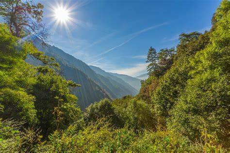 Exploring The Forests Of Nepal: A Natural Wonderland - raincitystudios.com