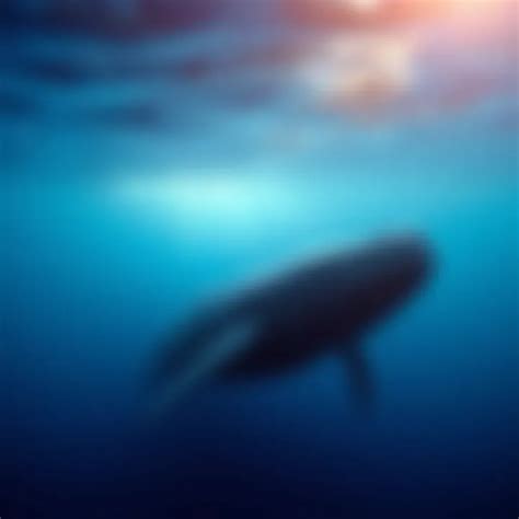 Exploring the Habitat and Distribution of Blue Whales - muktibox.com
