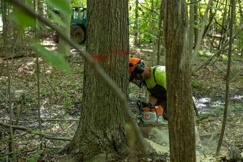 Exploring the implications of selective harvesting for forest dynamics ... - raincitystudios.com