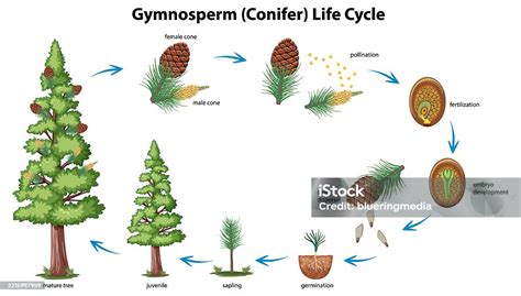 Exploring the life cycle of gymnosperm - ScienceQuery - muktibox.com
