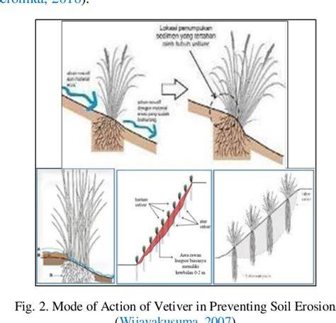 Exploring The Mechanism Of Vetiver System For Slope … - raincitystudios.com