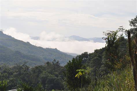Exploring the Mysteries of Cloud Forests: Biodiversity in the Mist - raincitystudios.com