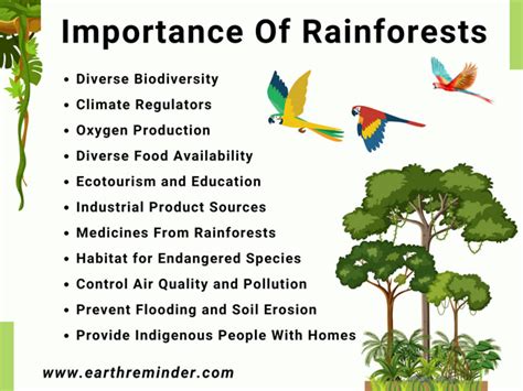Exploring the Rainforest Biome: Importance, Biodiversity, and ... - muktibox.com
