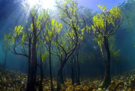 Exploring the Underwater Forests: A Breathtaking … - raincitystudios.com