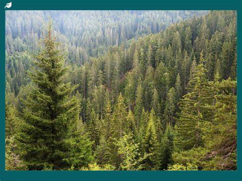 Exploring the Unique Ecosystem of Coniferous Forests - raincitystudios.com