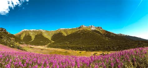 Exploring The Unique Endemic Species Of Tibet - muktibox.com