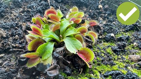 Exploring the World of Carnivorous Plants: Care and Cultivation | Live ... - muktibox.com