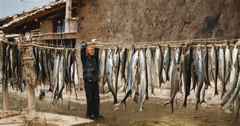 Exploring Traditional Fish Curing Methods in India - wintechmobiles.com