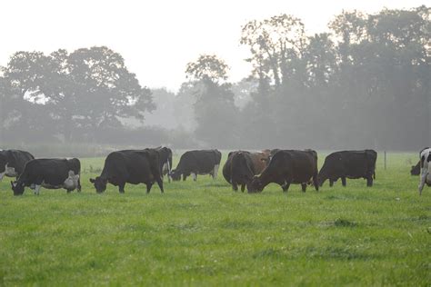 Extended Grazing - BeefResearch.ca - raincitystudios.com