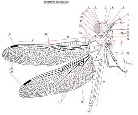 External morphology of Odonata - muktibox.com