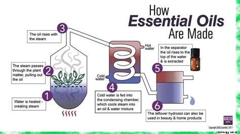 EXTRACTION OF ESSENTIAL OILS FROM MELALEUCA - raincitystudios.com
