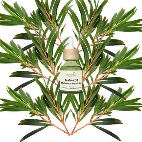 Extraction of essential oils from tea tree (Melaleuca alternifolia) and ... - raincitystudios.com