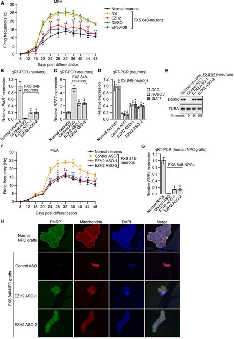 EZH2 inhibitors restore epigenetically silenced CD58