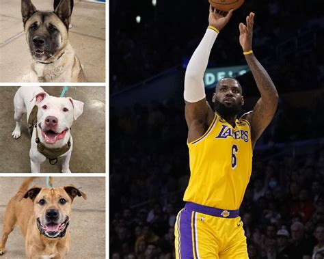 Each LeBron James assist in NBA Conference Finals will help a dog in Ohio get adopted