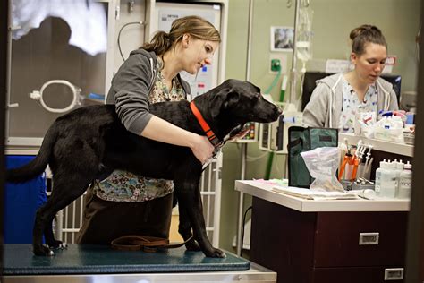 Eagan pet clinic. Things To Know About Eagan pet clinic. 
