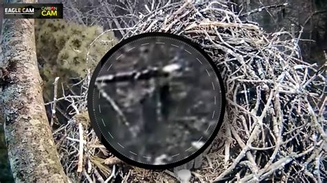 Eagle Cam spots Bigfoot?, page 2