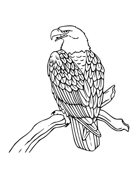 Eagle Coloring Book