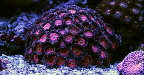 Eagle Eye and Whammin Watermelon Zoa Corals - Reef …