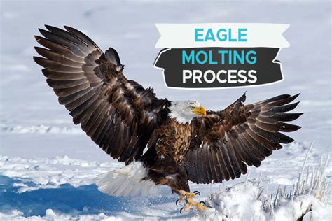 Eagle Molting Process [Even Eagles Have Awkward Phases]